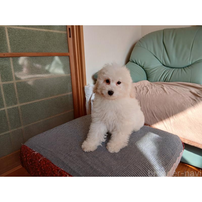 販売中の愛媛県のタイニープードル-434357の3枚目