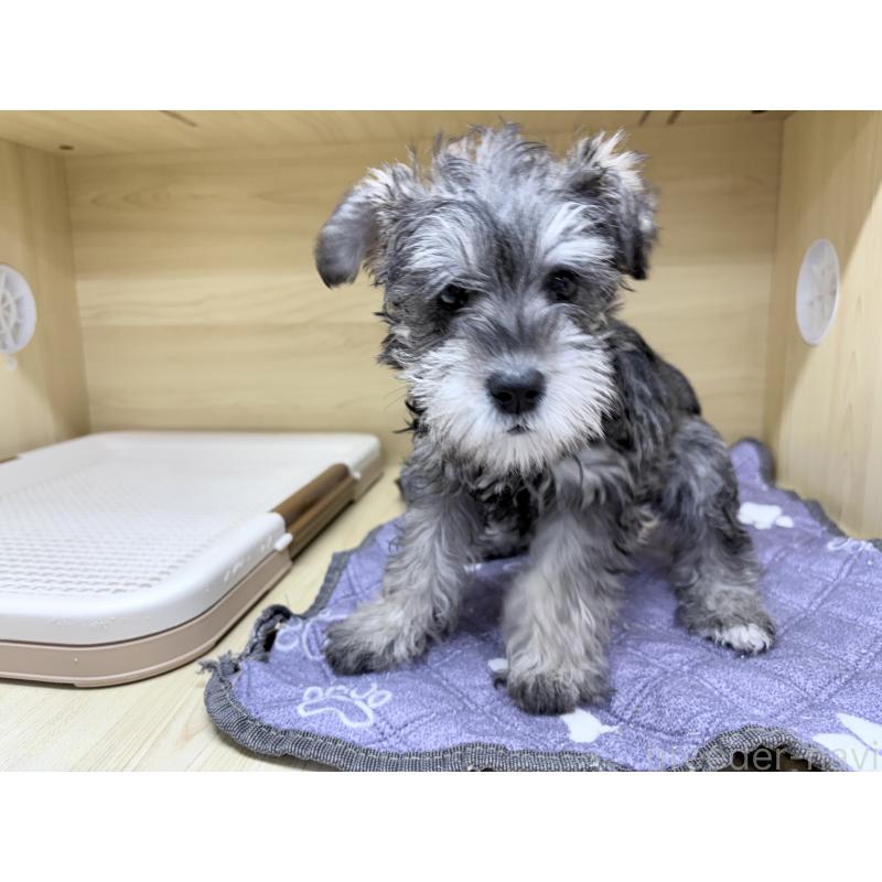 販売中の東京都のミニチュアシュナウザー-435977の2枚目