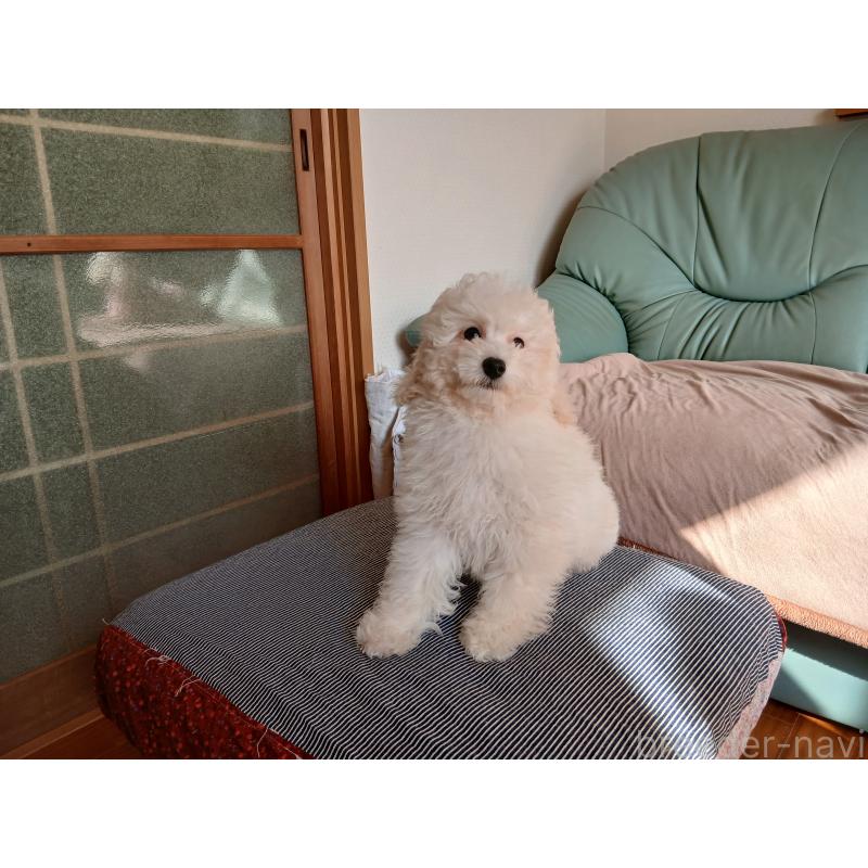 販売中の愛媛県のタイニープードル-434357の2枚目