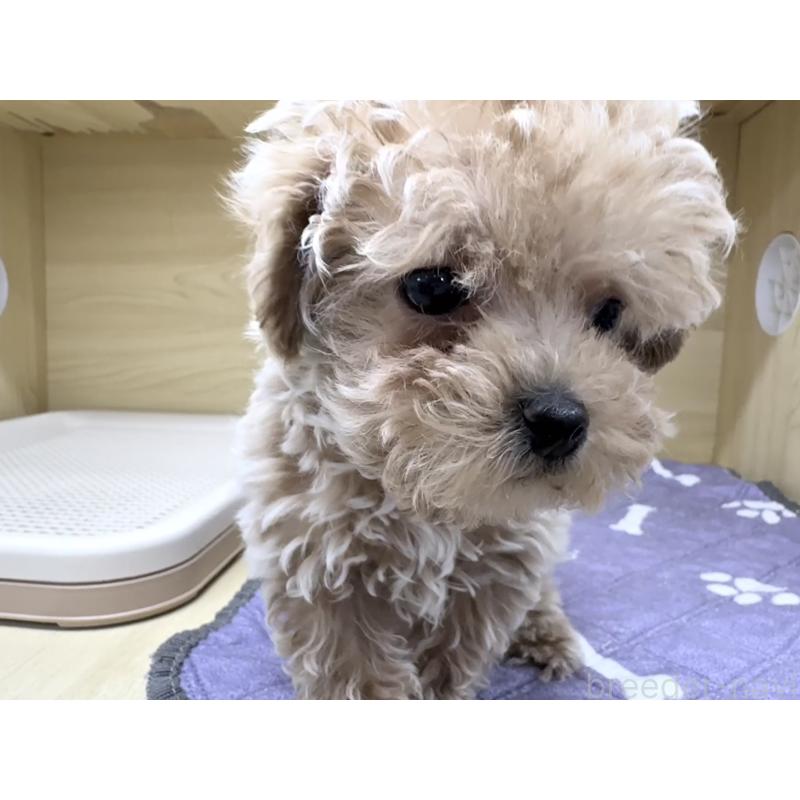 販売中の東京都のトイプードル-438789の3枚目