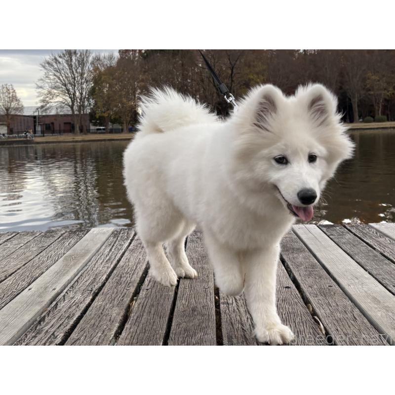 販売中の東京都のサモエド-406021