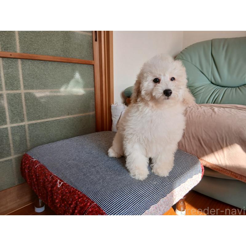 販売中の愛媛県のタイニープードル-434361の4枚目