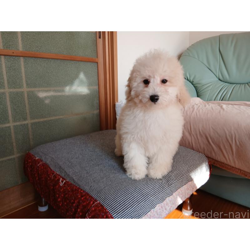 販売中の愛媛県のタイニープードル-434361の2枚目