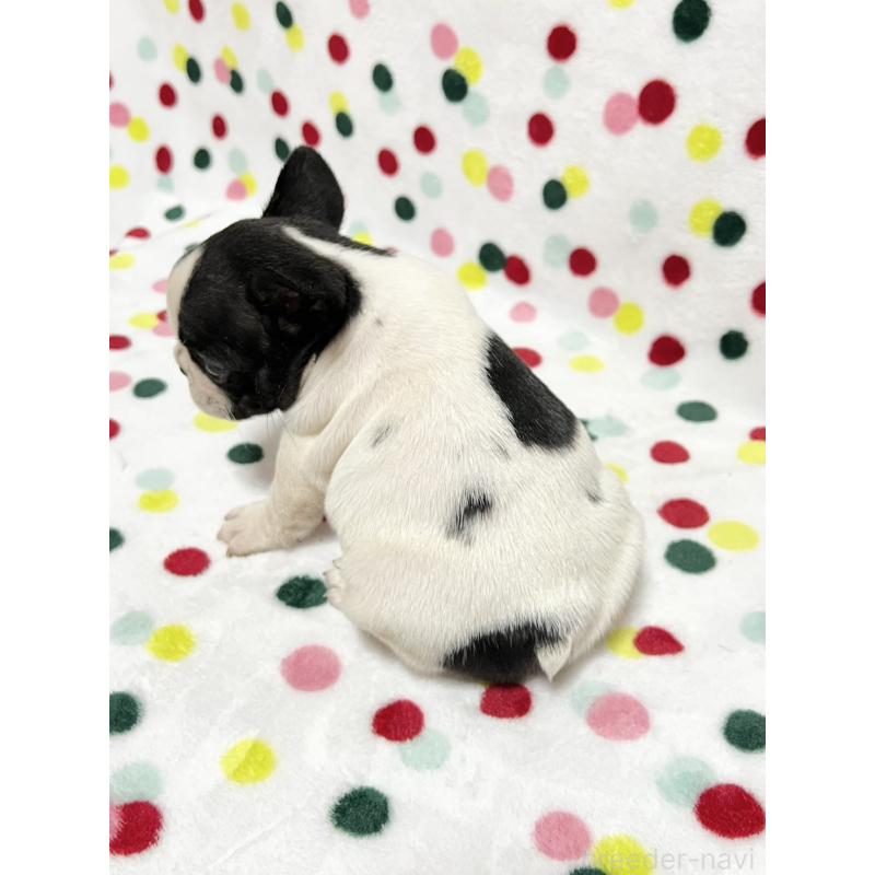 販売中の香川県のフレンチブルドッグ-444047の5枚目