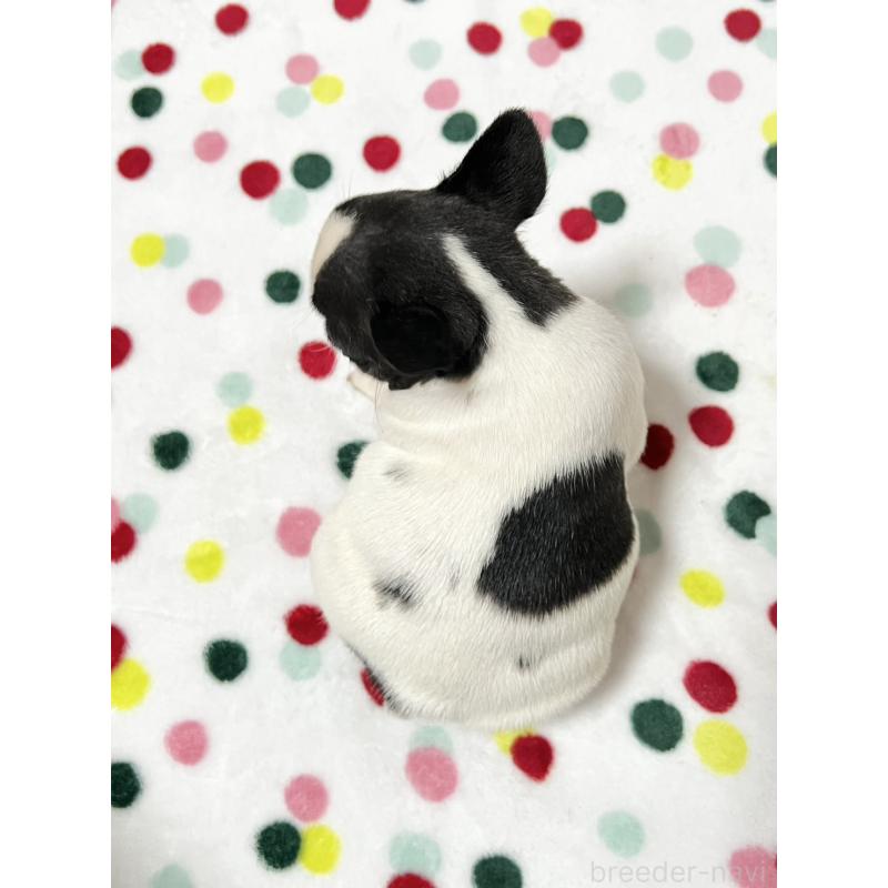 販売中の香川県のフレンチブルドッグ-444047の4枚目