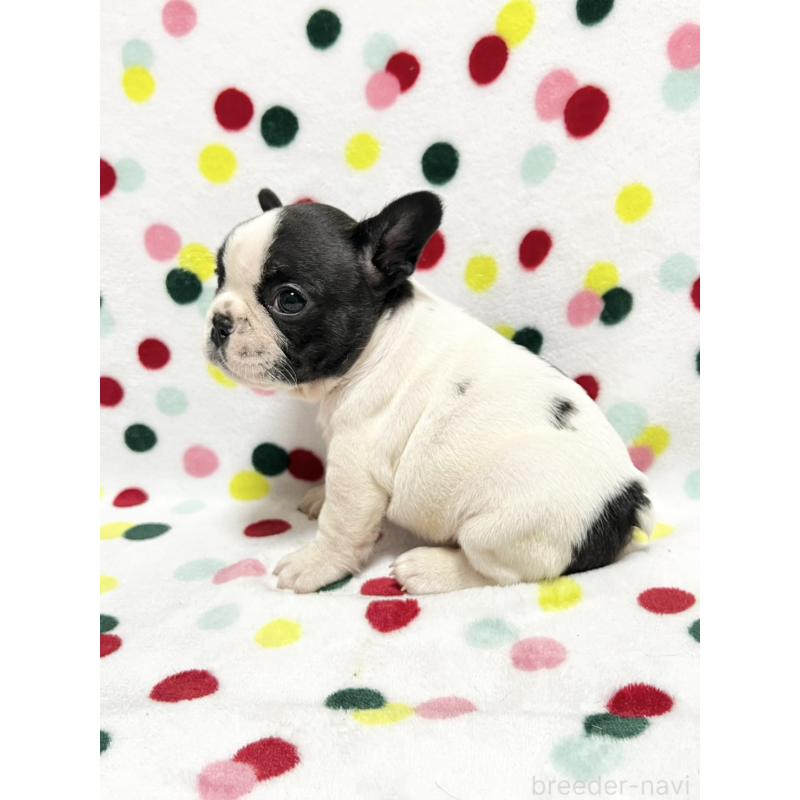 販売中の香川県のフレンチブルドッグ-444047の3枚目