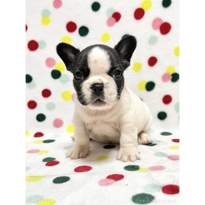 販売中の香川県のフレンチブルドッグ-444047