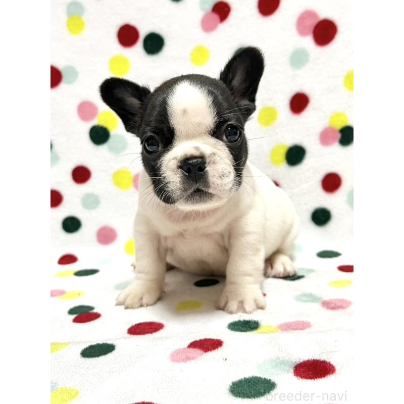 販売中の香川県のフレンチブルドッグ-444047の2枚目