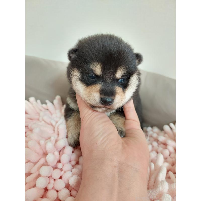 販売中の高知県の豆柴-440636の4枚目