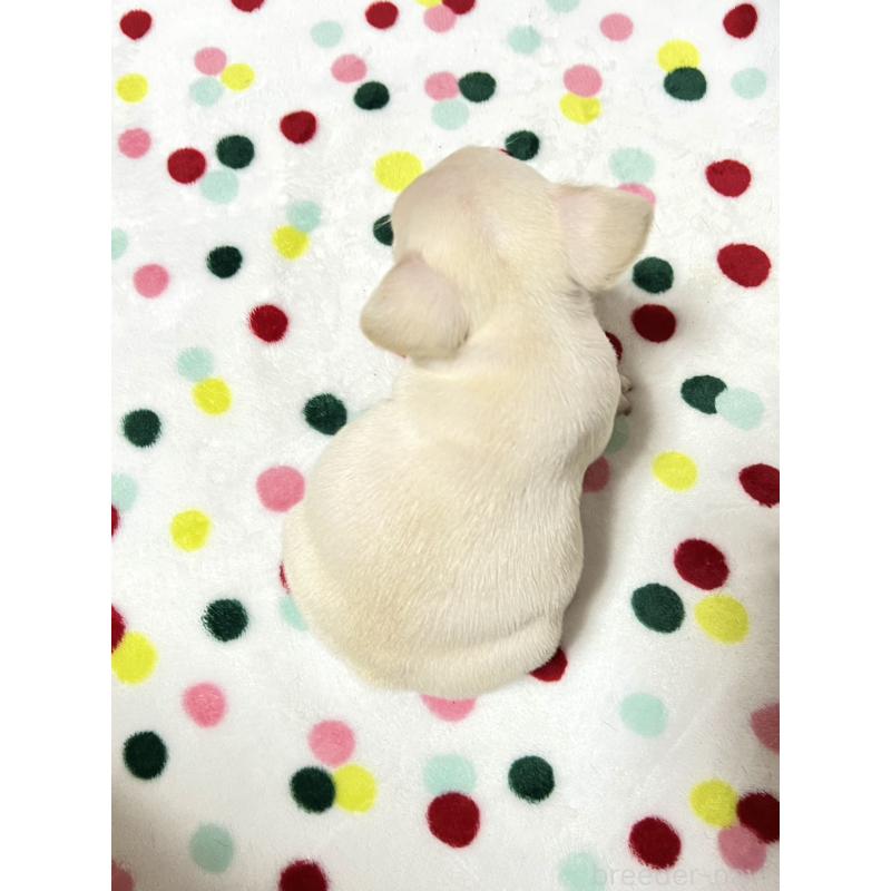 販売中の香川県のフレンチブルドッグ-444048の4枚目