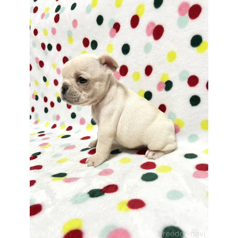 販売中の香川県のフレンチブルドッグ-444048の3枚目