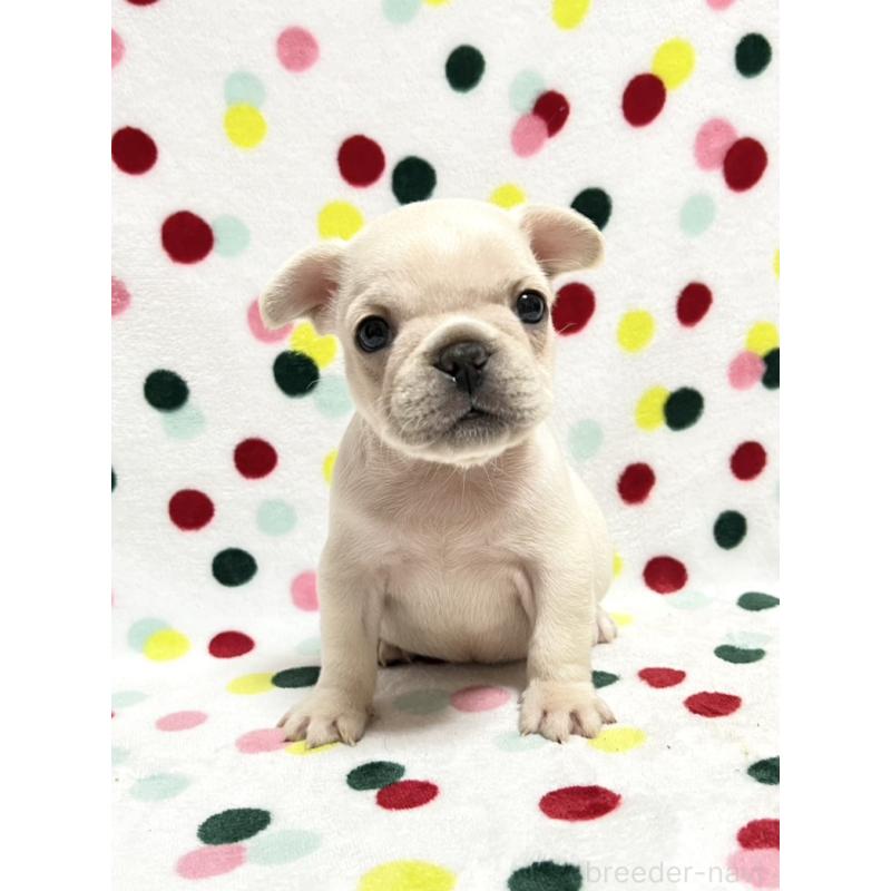 販売中の香川県のフレンチブルドッグ-444048の1枚目