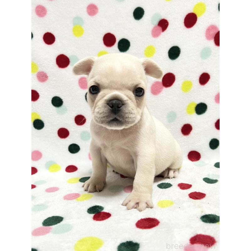 販売中の香川県のフレンチブルドッグ-444048の2枚目