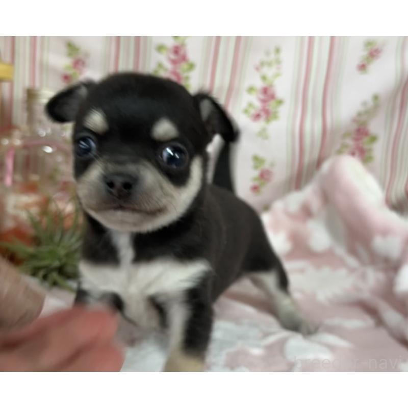 販売中の福岡県のチワワ(ロングコート)-444055