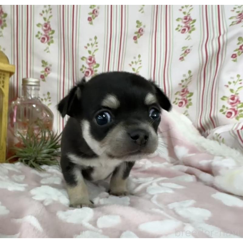 販売中の福岡県のチワワ(ロングコート)-444055の5枚目