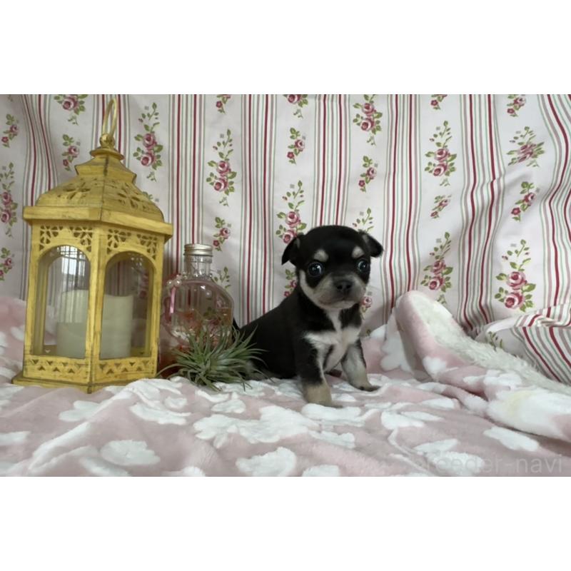 販売中の福岡県のチワワ(ロングコート)-444055の3枚目