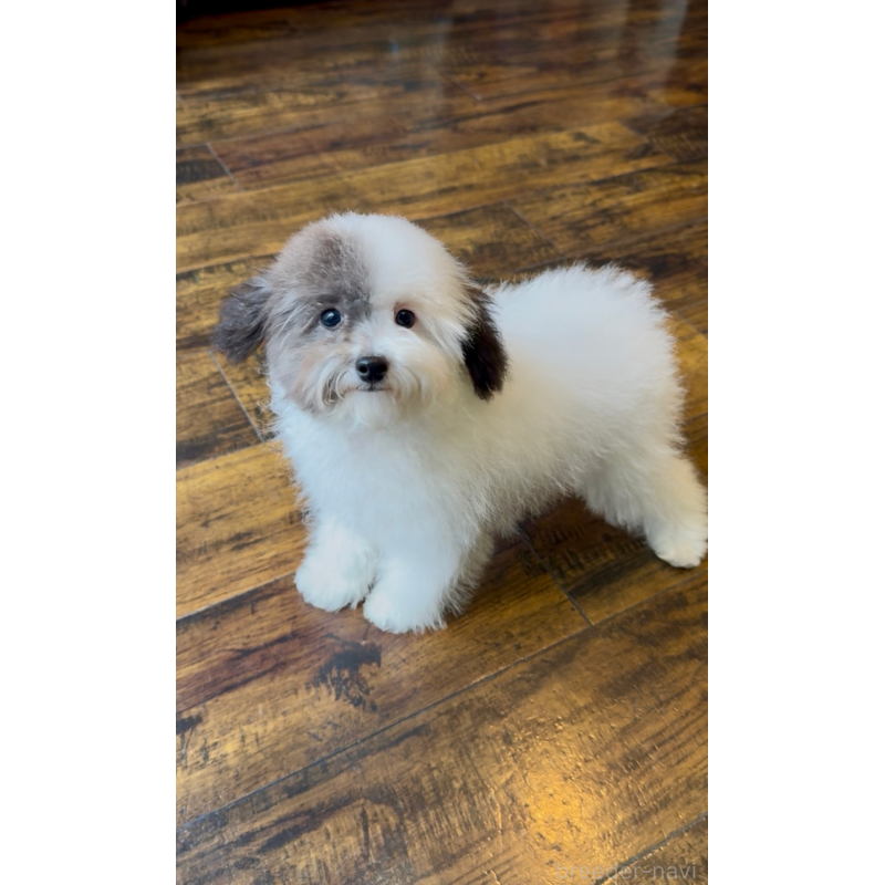 販売中の東京都のトイプードル-444050の3枚目