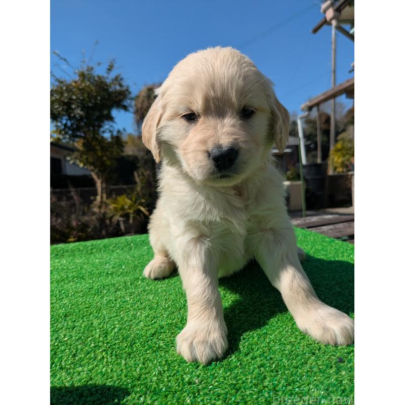 成約済の鹿児島県のゴールデンレトリーバー-438073の2枚目