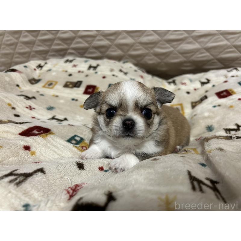 販売中の福岡県のチワワ(ロングコート)-444049の4枚目