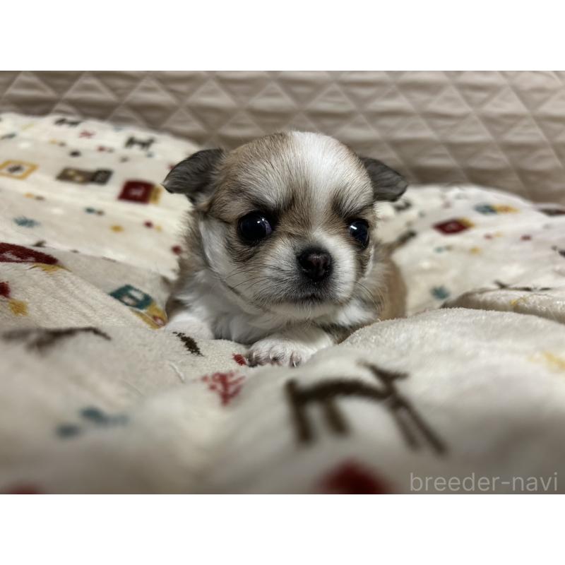 販売中の福岡県のチワワ(ロングコート)-444049の3枚目