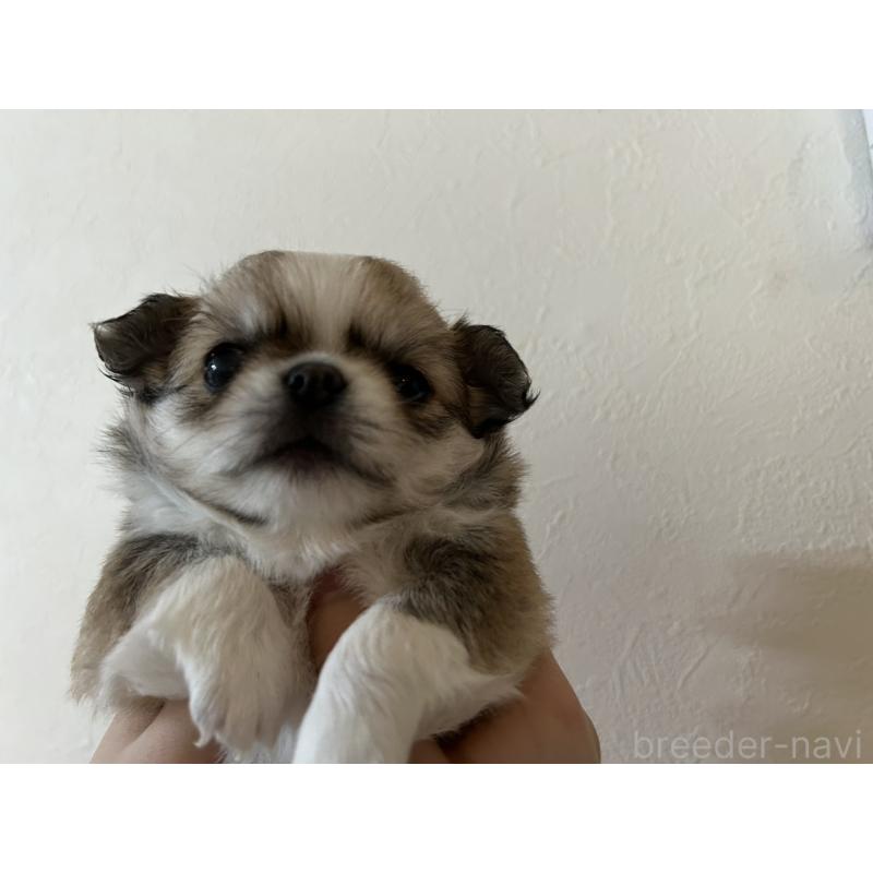 販売中の福岡県のチワワ(ロングコート)-444049の2枚目