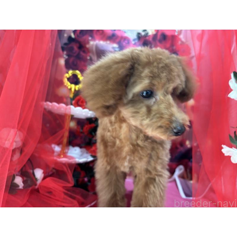 販売中の栃木県のタイニープードル-423582の13枚目