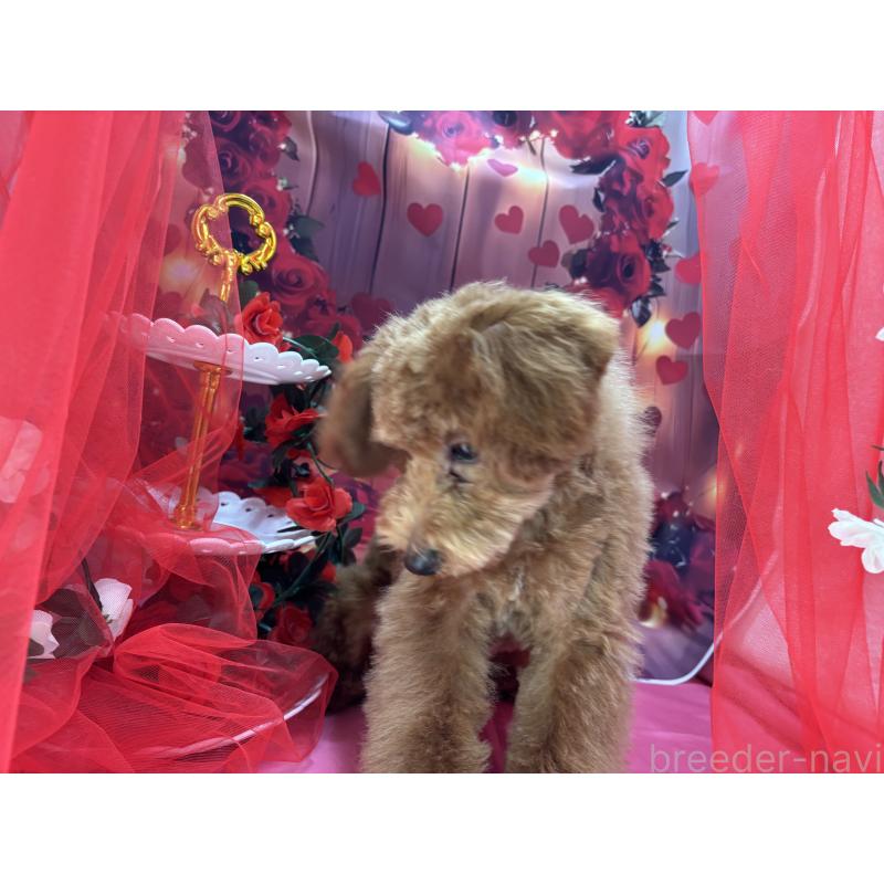 販売中の栃木県のタイニープードル-423582の12枚目