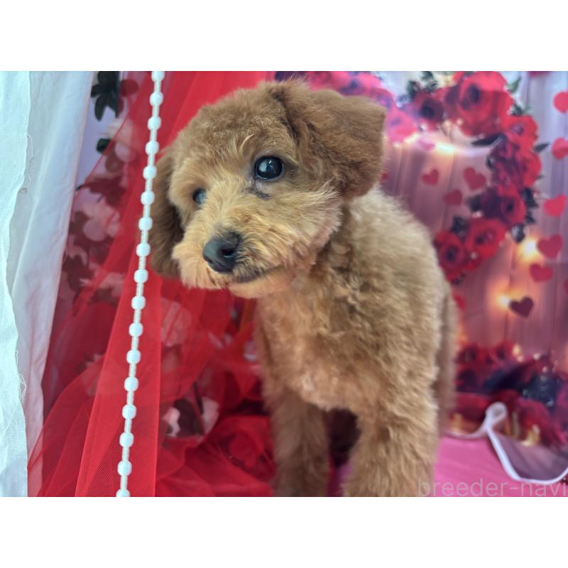 販売中の栃木県のタイニープードル-423582の11枚目