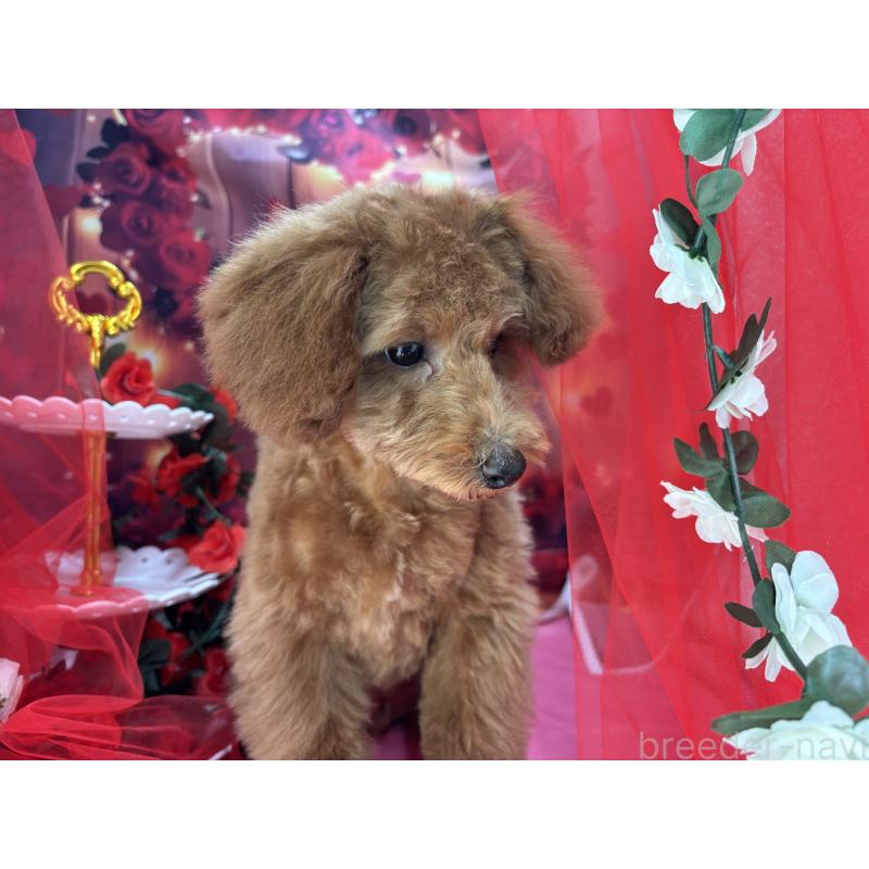 販売中の栃木県のタイニープードル-423582の10枚目