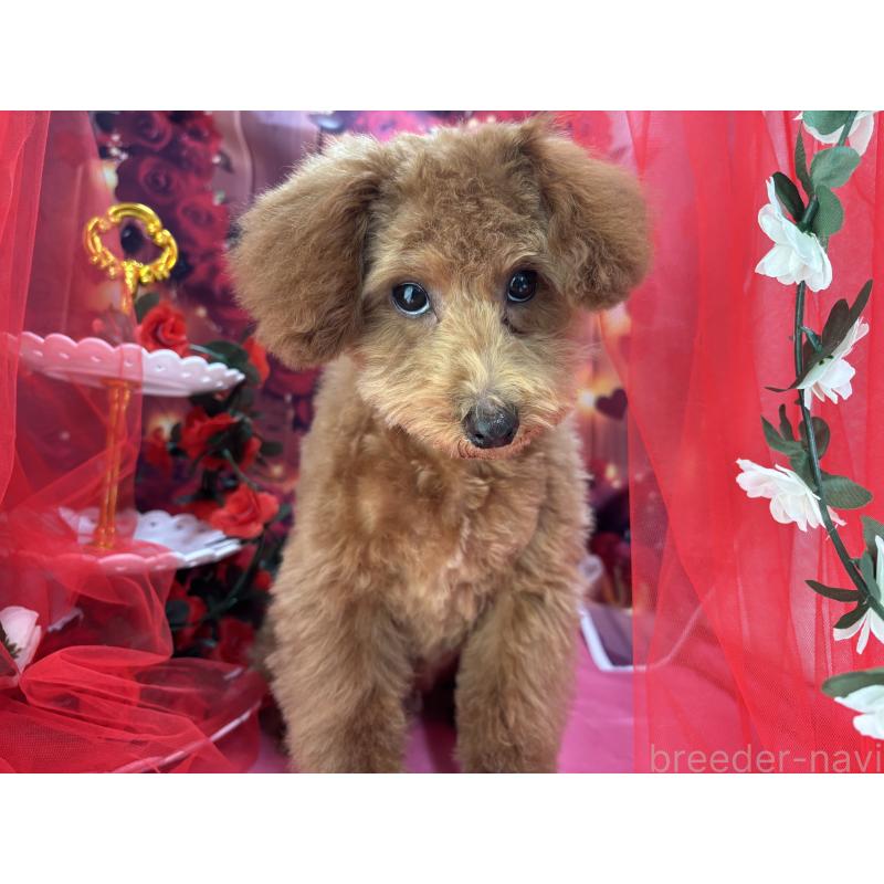 販売中の栃木県のタイニープードル-423582の9枚目