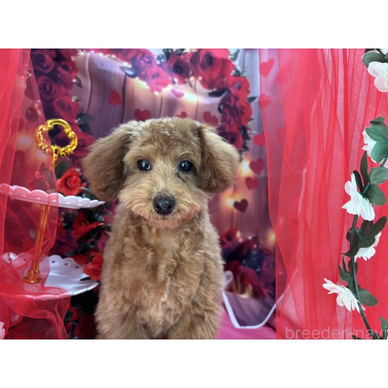 販売中の栃木県のタイニープードル-423582の8枚目