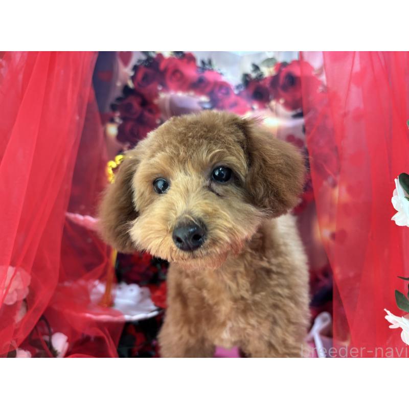 販売中の栃木県のタイニープードル-423582の7枚目