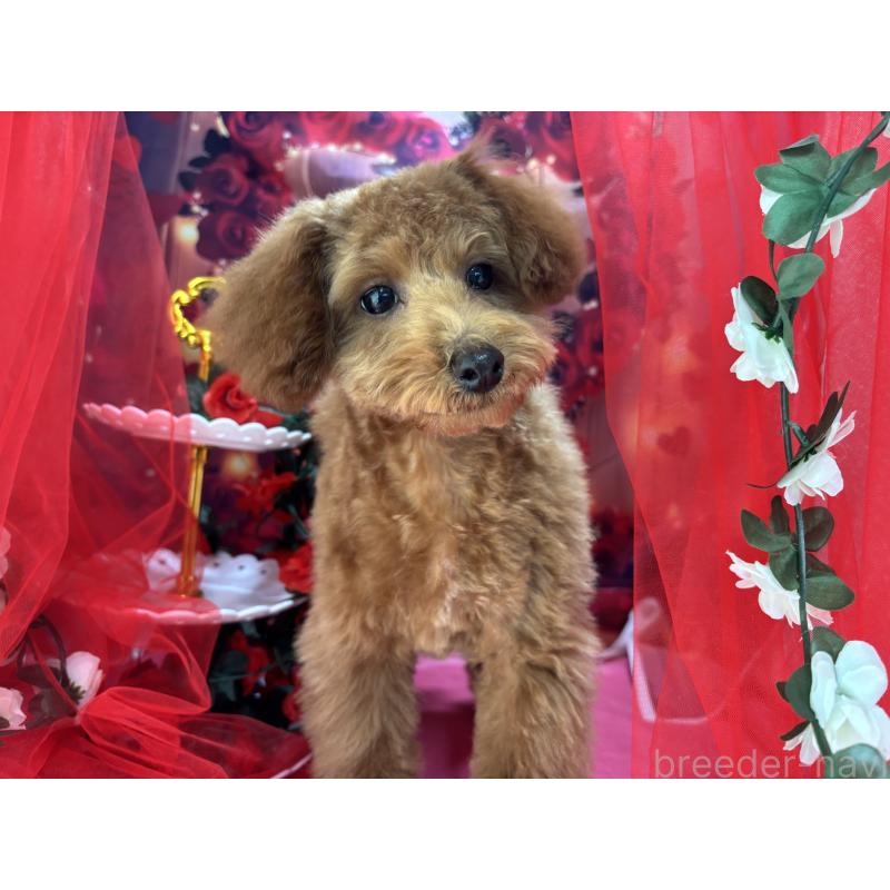 販売中の栃木県のタイニープードル-423582の6枚目