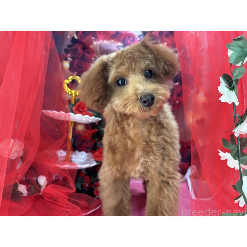 販売中の栃木県のタイニープードル-423582の5枚目