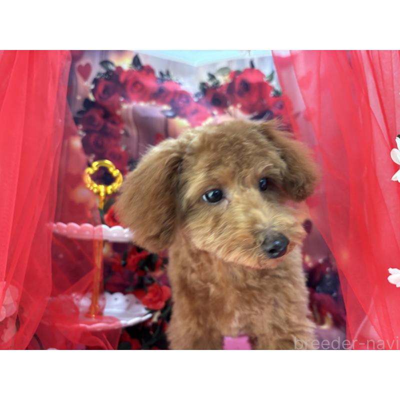 販売中の栃木県のタイニープードル-423582の4枚目