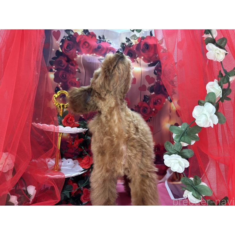 販売中の栃木県のタイニープードル-423582の2枚目