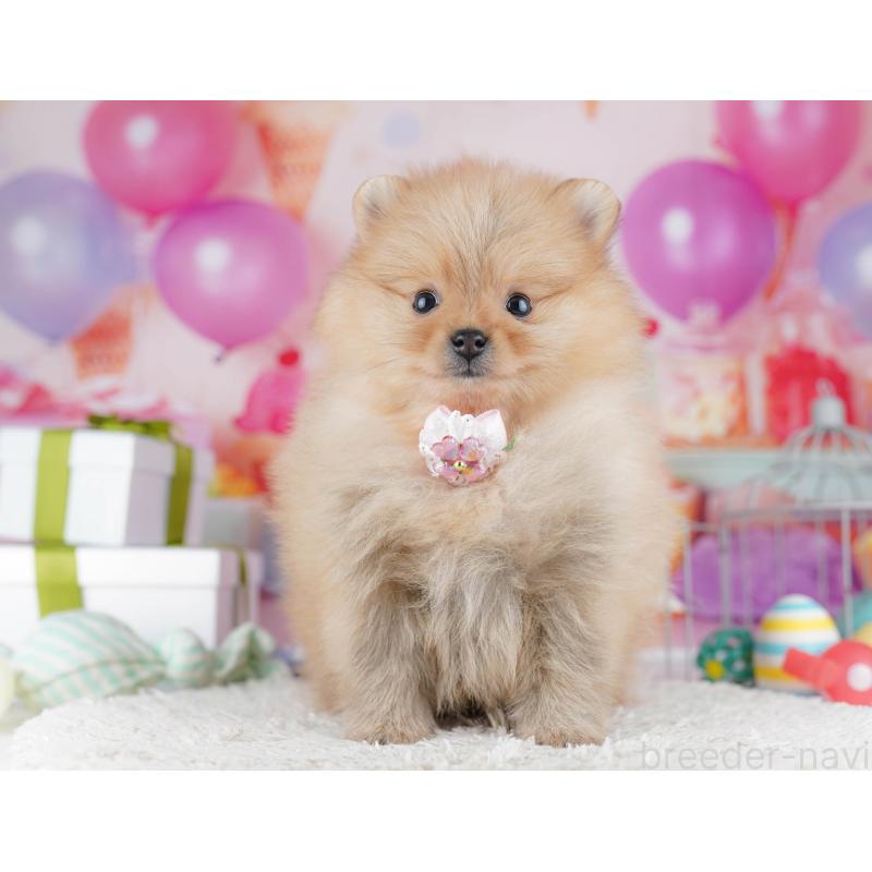 販売中の東京都のポメラニアン-444052