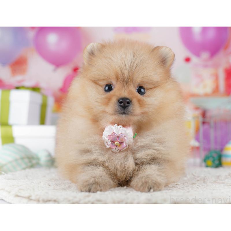 販売中の東京都のポメラニアン-444052の6枚目