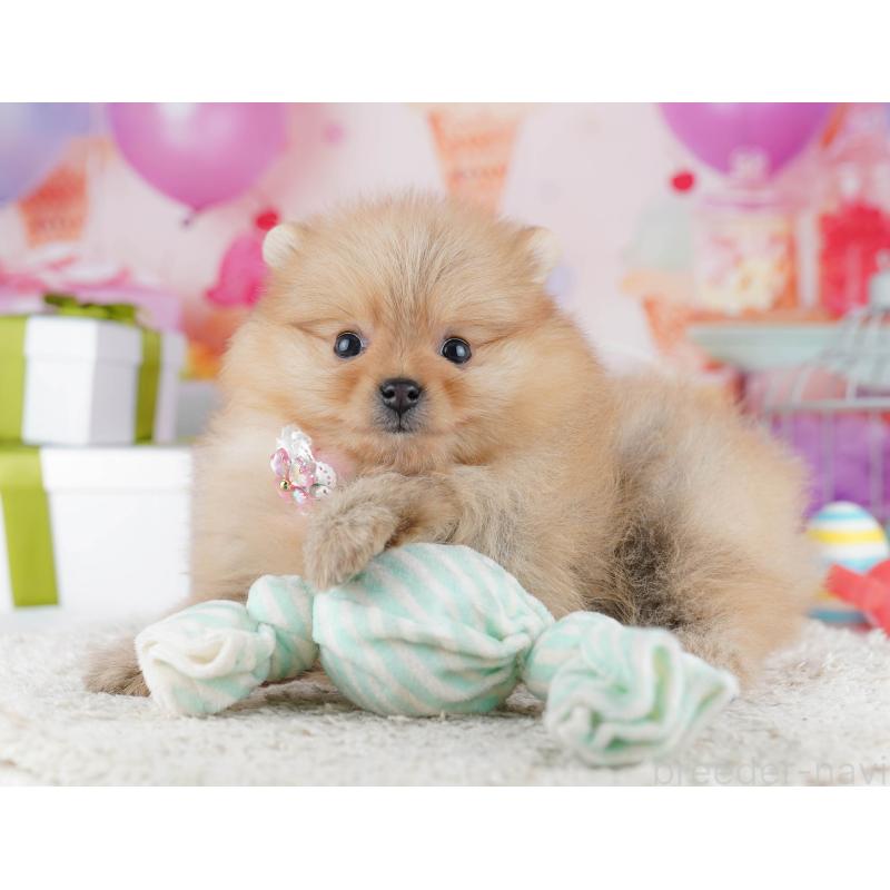 販売中の東京都のポメラニアン-444052の5枚目