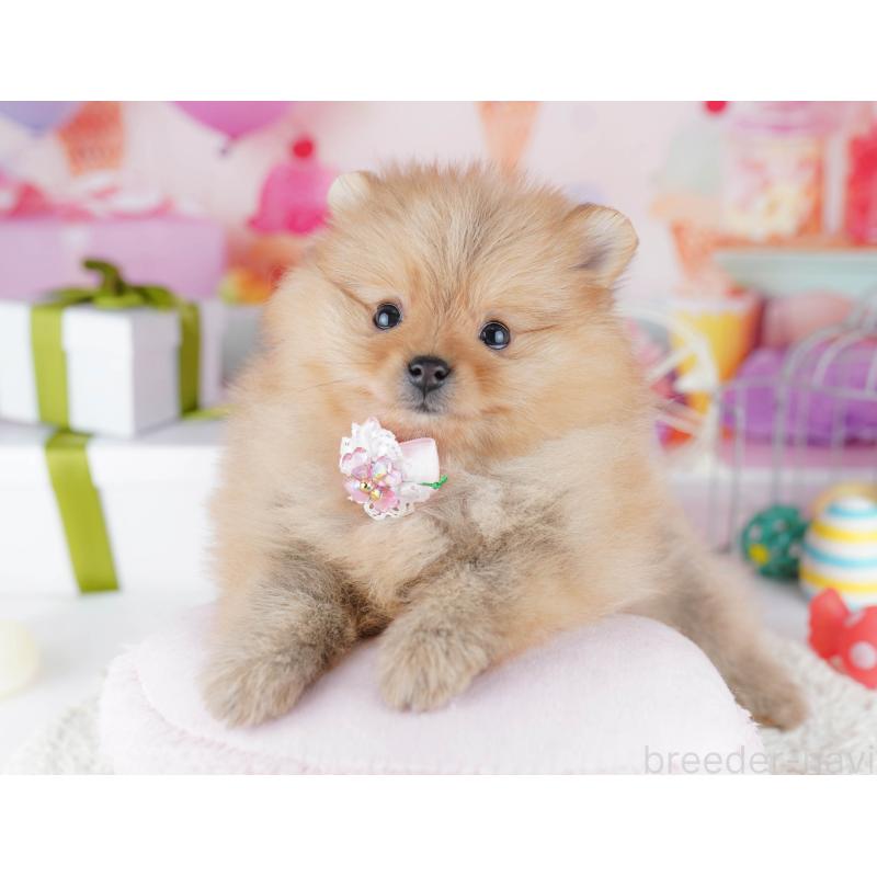 販売中の東京都のポメラニアン-444052の4枚目