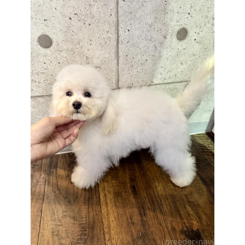 販売中の東京都のトイプードル-444104