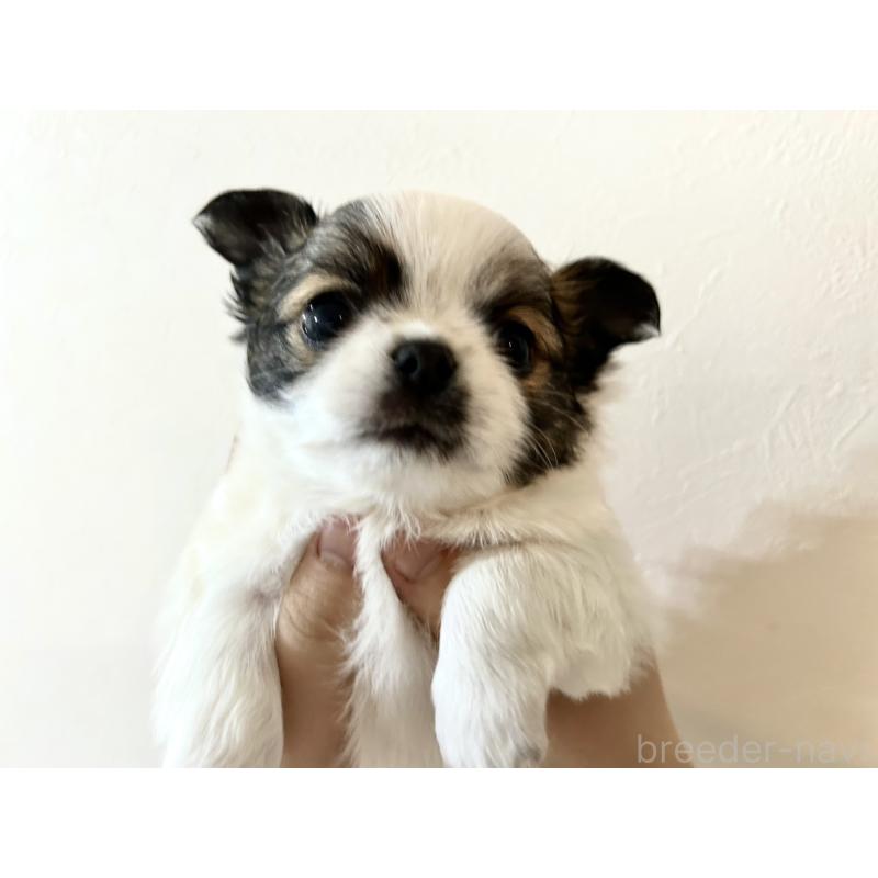 販売中の福岡県のチワワ(ロングコート)-444051