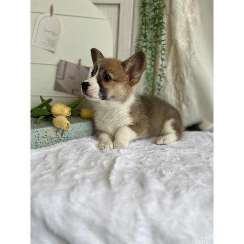 販売中の愛媛県のウェルシュコーギーペンブローク-444053の6枚目