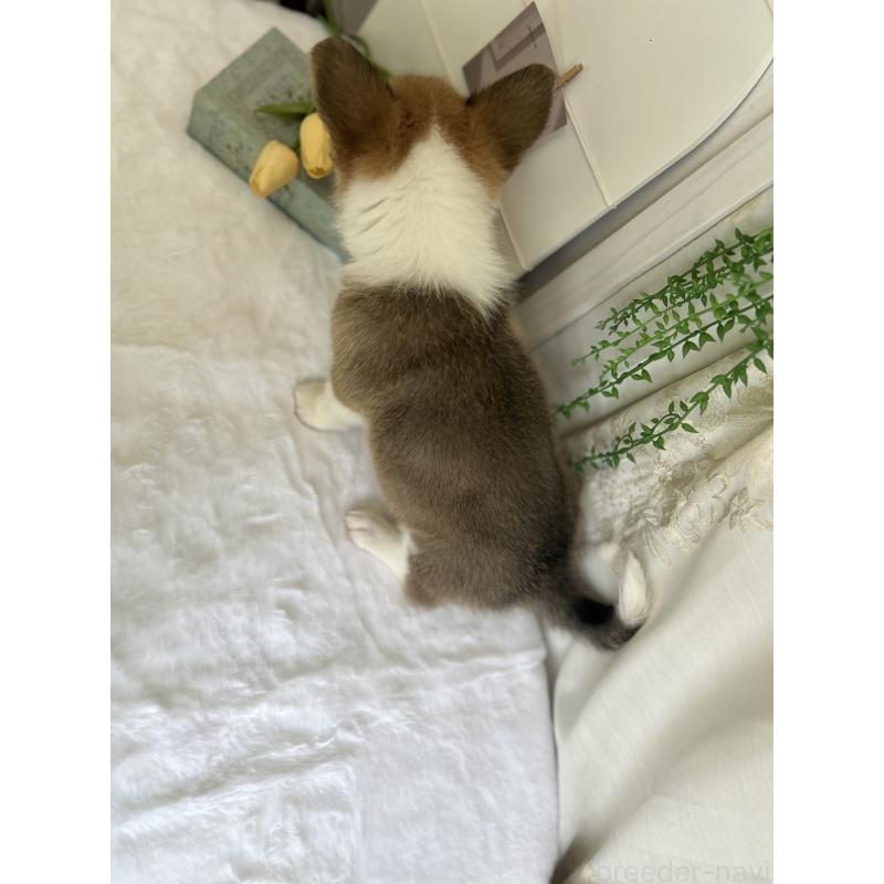 販売中の愛媛県のウェルシュコーギーペンブローク-444053の5枚目