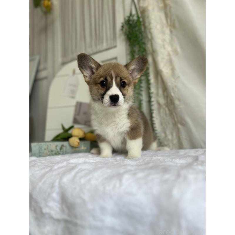 販売中の愛媛県のウェルシュコーギーペンブローク-444053の3枚目