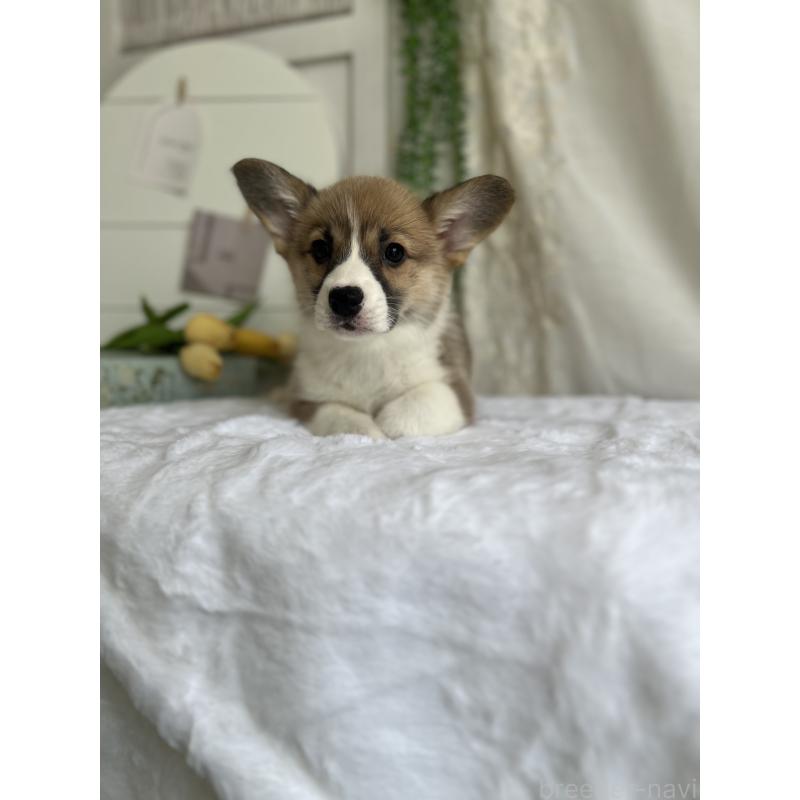 販売中の愛媛県のウェルシュコーギーペンブローク-444053の2枚目