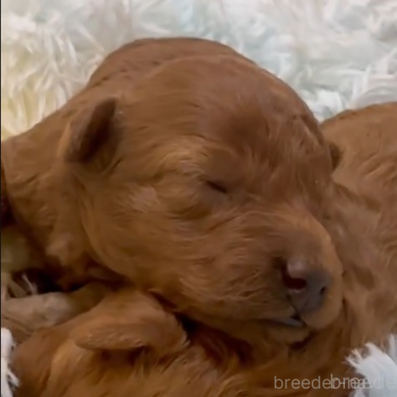 販売中の沖縄県のティーカッププードル-444059の3枚目