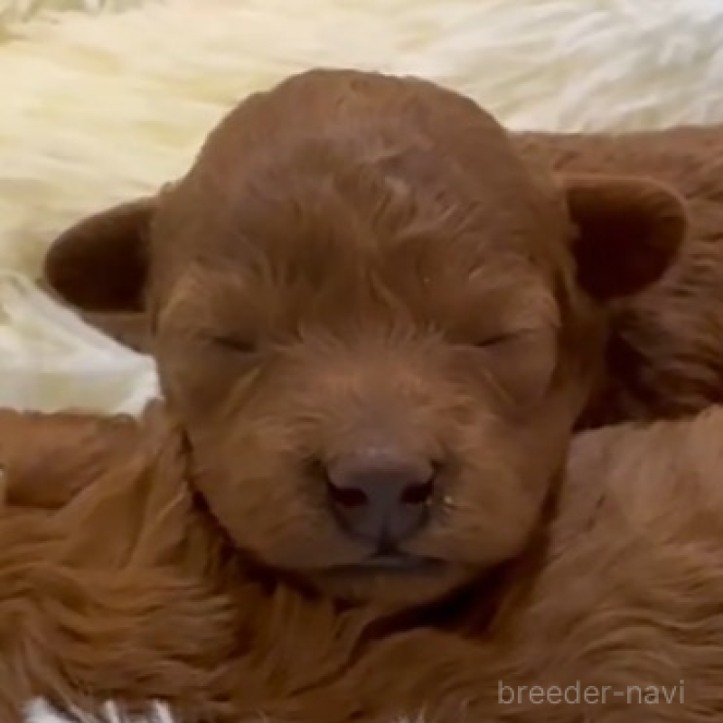 販売中の沖縄県のティーカッププードル-444059