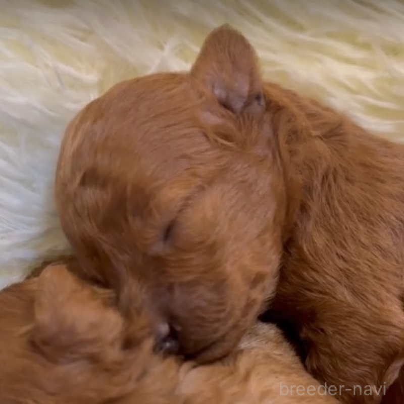 販売中の沖縄県のティーカッププードル-444059の2枚目