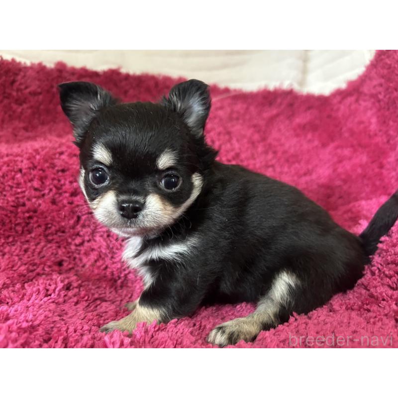 販売中の京都府のチワワ(ロングコート)-444057の7枚目